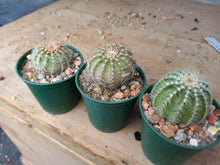 Echinocereus pulchellus weinbergii