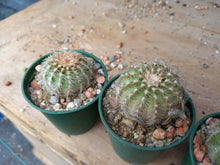 Echinocereus pulchellus weinbergii