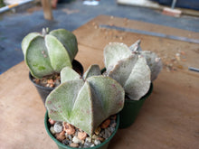 Astrophytum myriostigma