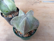 Astrophytum myriostigma
