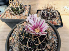 Stenocactus heteracanthus