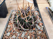 Stenocactus heteracanthus
