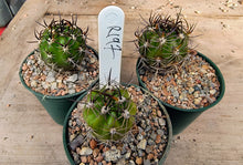 Lobivia caineana R197