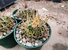 Stenocactus crispatus dichroacanthus