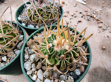 Stenocactus crispatus dichroacanthus
