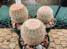 Echinocereus reichenbachii