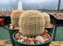 Echinocereus reichenbachii