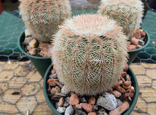 Echinocereus reichenbachii