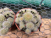 Aylostera pulvinosa