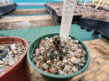 Gymnocalycium taningaense VoS2801
