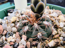 Gymnocalycium taningaense VoS2801