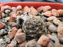 Mediolobivia haagei R35b