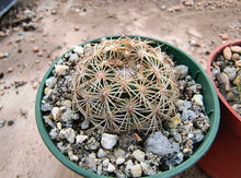 Coryphantha echinoidea