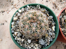 Coryphantha echinoidea
