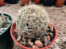 Coryphantha echinoidea
