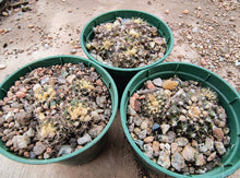 Frailea grahliana