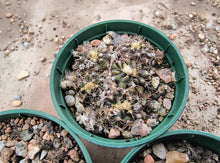Frailea grahliana
