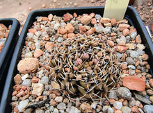 Gymnocalycium obductum LF82