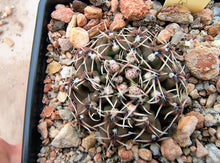 Gymnocalycium obductum LF82