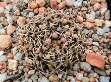 Gymnocalycium obductum LF82
