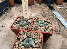 Lophophora williamsii JJH868293
