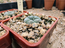 Lophophora williamsii JJH868293