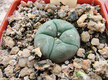 Lophophora williamsii JJH868293