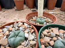 Lophophora williamsii VZD035