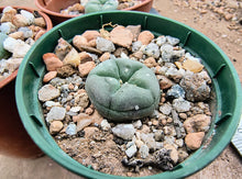 Lophophora williamsii VZD035