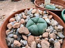 Lophophora williamsii VZD035