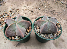 Astrophytum myriostigma var. strongylogonum
