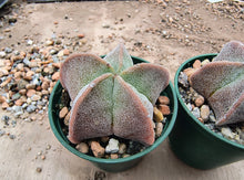 Astrophytum myriostigma var. strongylogonum