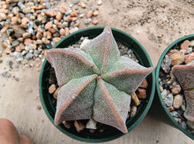 Astrophytum myriostigma var. strongylogonum