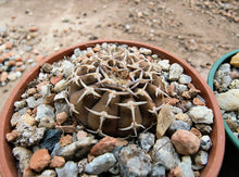Gymnocalycium riojense