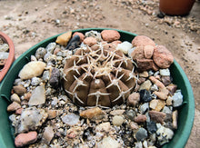 Gymnocalycium riojense
