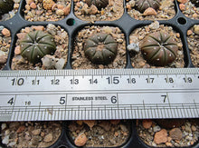 Astrophytum asterias cv. nudum