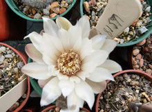 Gymnocalycium taningaense VoS2801