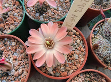 Mediolobivia sp. AVF38