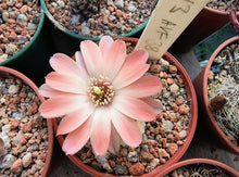 Mediolobivia sp. AVF38