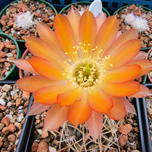 Acanthocalycium erythranthum