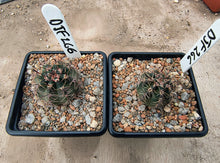 Lobivia haematantha v. pencapoma DJF266