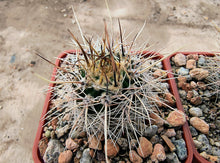 Lobivia aurea DJF389