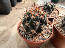 Lobivia marsoneri L470