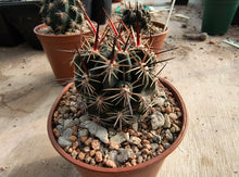 Lobivia marsoneri L470