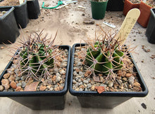 Echinopsis leucantha VoS2458