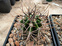 Echinopsis leucantha VoS2458