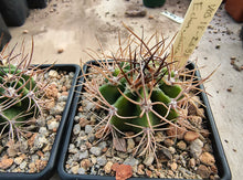 Echinopsis leucantha VoS2458