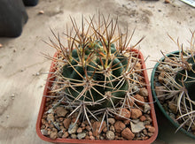 Lobivia lateritia KK1351