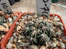 Gymnocalycium parvulum subsp. agnesiae VoS 716