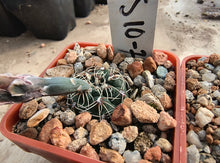 Gymnocalycium parvulum subsp. agnesiae VoS 716